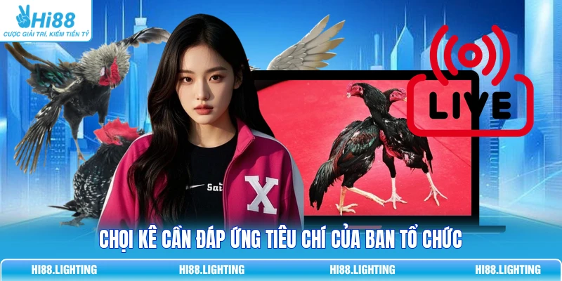 Đá Gà Thomo Là Gì? Tổng Quan Hình Thức Thi Đấu Hot 2026 3 Chọi kê cần đáp ứng tiêu chí của ban tổ chức